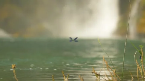 Blue dragonflies flying over a river with a waterfall behind, in Bosnia Stock Footage 241612684