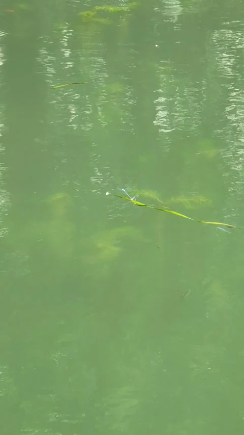 Blue dragonflies mating on floating leaf on river surface vertical 4k footage 库存影片 247909293