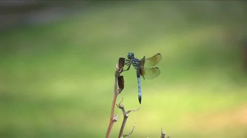 Blue dragonfly 01 Stock Footage 6274733