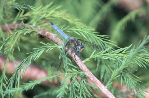 A blue dragonfly 2 Stock Photos