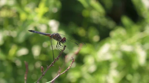 Blue Dragonfly Away Stock Footage