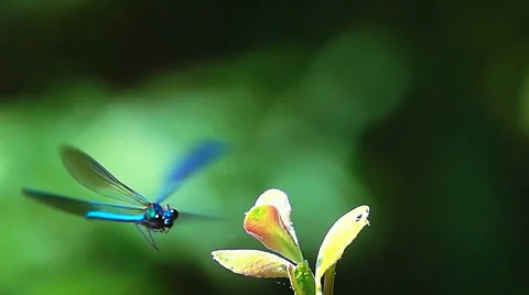 Blue dragonfly beautiful insect Stock Footage 65740623