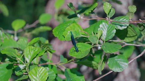 Blue dragonfly belladonna scratching it eye sitting on the green leaа Stock Footage 156302069