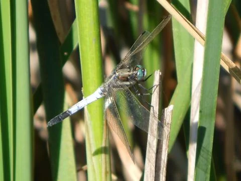 Blue dragonfly with big green eyes Stock Photos
