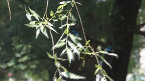 Blue dragonfly on branch Stock Footage 139969666