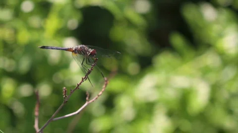 Blue Dragonfly Circle Stock Footage 704192