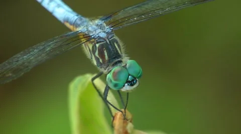 Blue Dragonfly Close-up - 2 Video stock 45399923