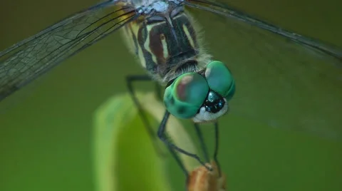 Blue Dragonfly Close-up - 3 Video stock 45399947