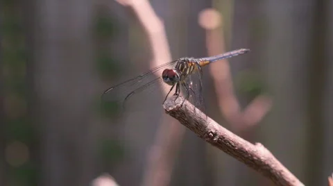 Blue Dragonfly Close Stock Footage 704186