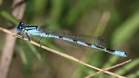 Blue dragonfly close-up Stock Footage 22324491