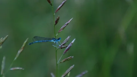 Blue dragonfly close up Stock Footage 98576356
