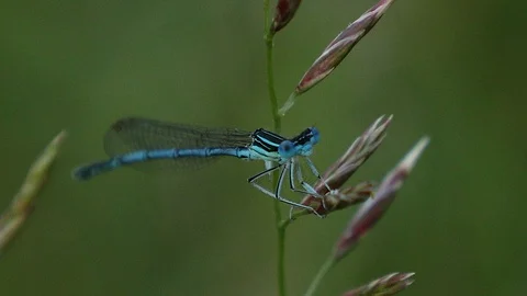 Blue dragonfly close up Video stock 98578184