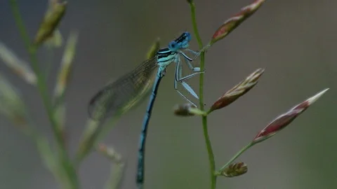 Blue dragonfly close up Stock Footage 98580073