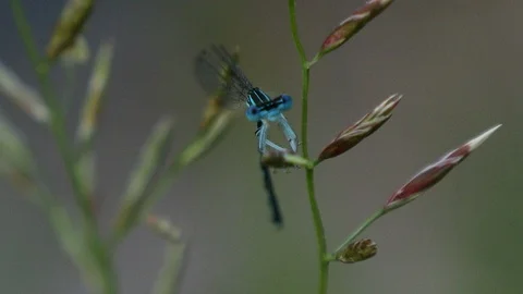 Blue dragonfly close up Stock Footage 98580082