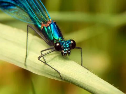 Blue dragonfly close up Stock Photos