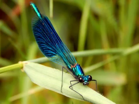 Blue dragonfly close up Stock Photos