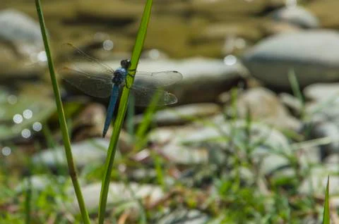 Blue Dragonfly close up Stock Photos