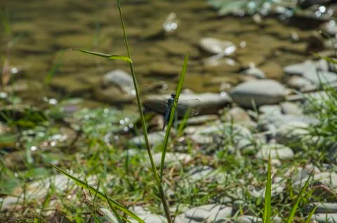 Blue Dragonfly close up Stock Photos