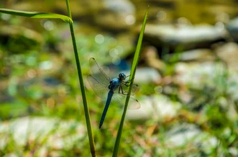 Blue Dragonfly close up Stock Photos