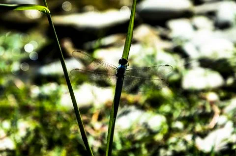 Blue Dragonfly close up Stock Photos
