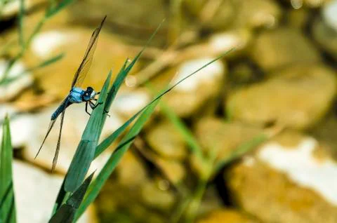 Blue Dragonfly close up Stock Photos