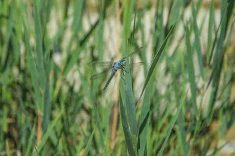 Blue Dragonfly close up Stock Photos