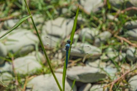 Blue Dragonfly close up Stock Photos