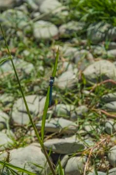 Blue Dragonfly close up Stock Photos