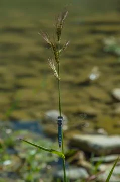 Blue Dragonfly close up Stock Photos