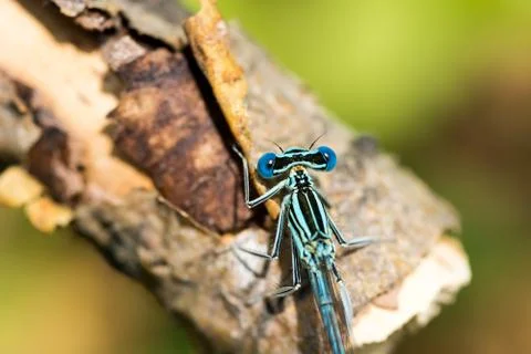Blue dragonfly close-up. Stock Photos