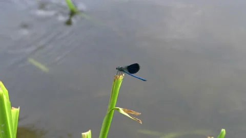 A blue dragonfly is a close-up that sits on a swinging stalk of grass by the riv 스톡 동영상 110790301