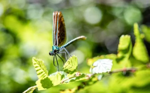 Blue dragonfly close up sitting on a leaf Stock Photos