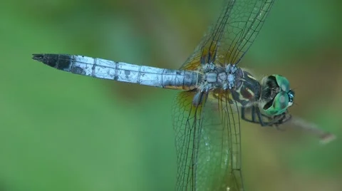 Blue Dragonfly Close-ups - 1 Video stock 45399449