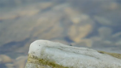 Blue Dragonfly Designs its Wings Stock Footage 89740793