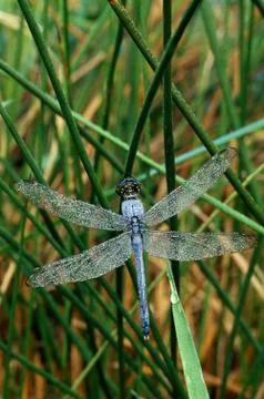 Blue dragonfly with dew Stock Photos