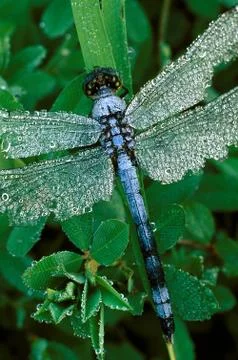 Blue dragonfly with dew Fotos Stock