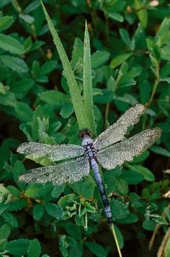 Blue dragonfly with dew Fotos Stock