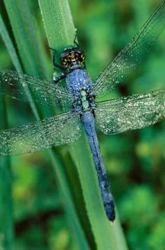 Blue dragonfly with dew Stock-Fotos