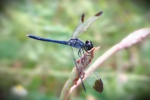 Blue Dragonfly on Dried Stem Macro Photos