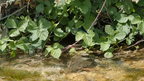 Blue Dragonfly Flying Stock Footage 89739741