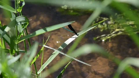Blue Dragonfly flying from a leave and coming back Stock Footage