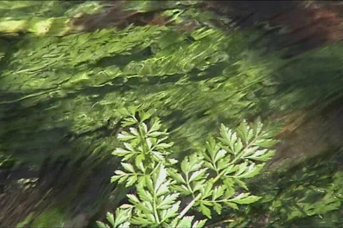 Blue Dragonfly Stock Footage 100650