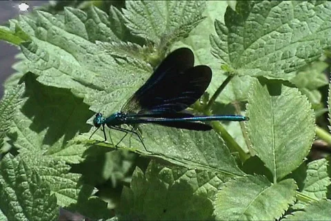 Blue dragonfly Stock Footage 106467