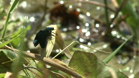 Blue Dragonfly Stock Footage 380683