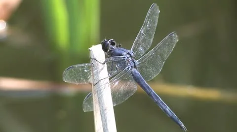 Blue dragonfly Stock Footage 8949443