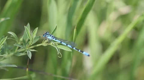 Blue dragonfly Stock Footage 22324355