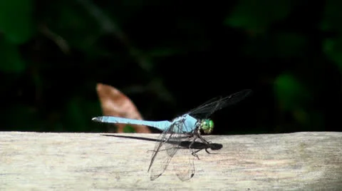 Blue Dragonfly Stock Footage 26379435