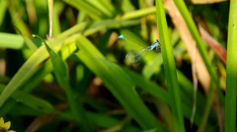Blue dragonfly Stock Footage 55219789