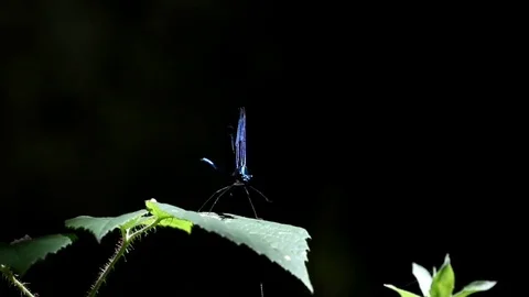 Blue dragonfly Stock Footage 78372768