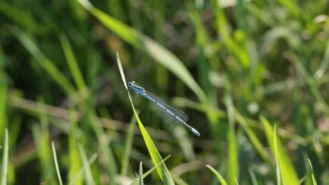 Blue dragonfly Video stock 90481085
